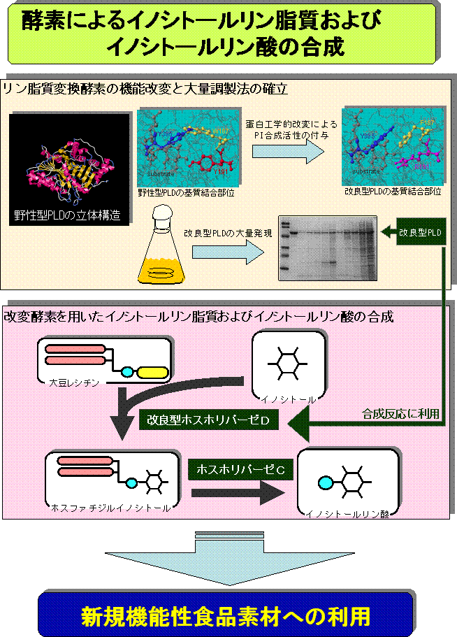 酵素によるイノシトールリン脂質およびイノシトールリン酸の合成