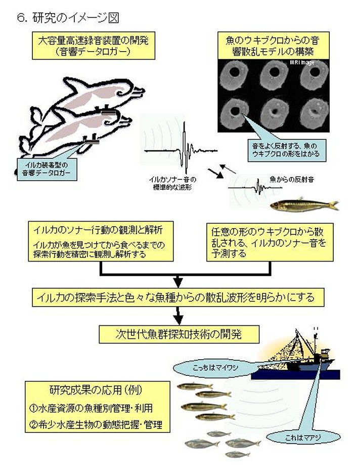 イルカ型ソナーをモデルとした次世代魚群探知技術の研究