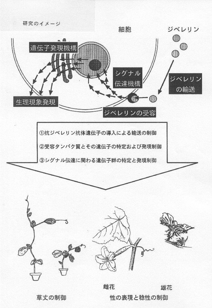 ジベレリンの輸送・受容・シグナル伝達機構の解明とその制御に関する研究