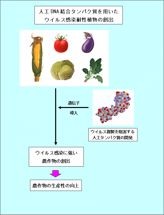 人工DNA結合タンパク質を用いたウイルス感染耐性植物の創出