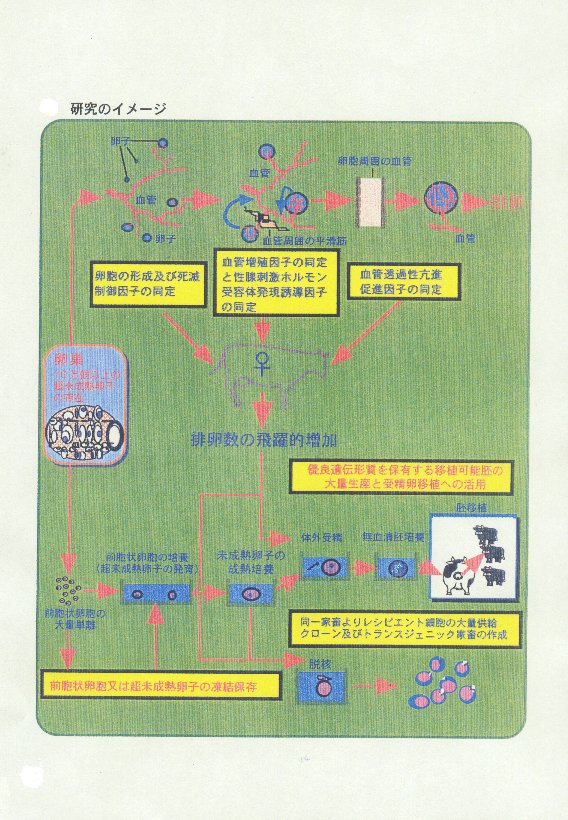 受精可能な家畜卵子の大量生産技術の開発