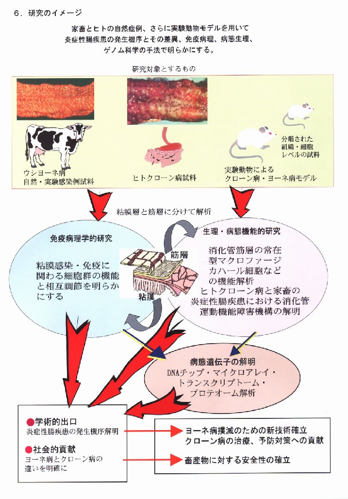 家畜とヒトの炎症性腸疾患の発生機序と関連性の解明