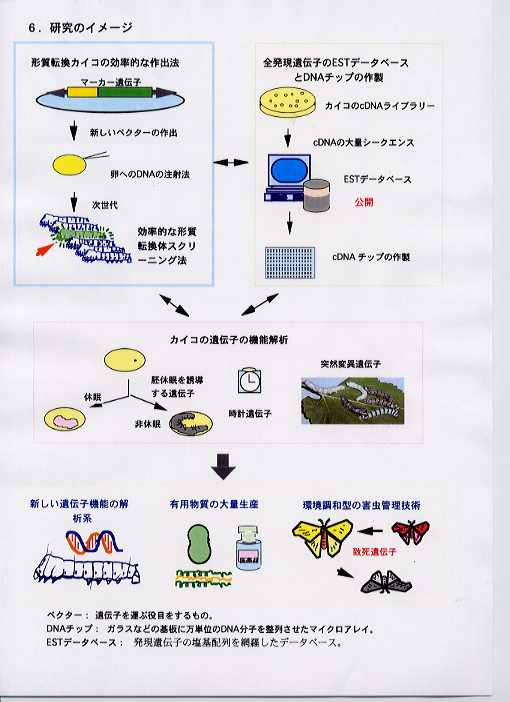 カイコの遺伝子機能解析システムの構築 