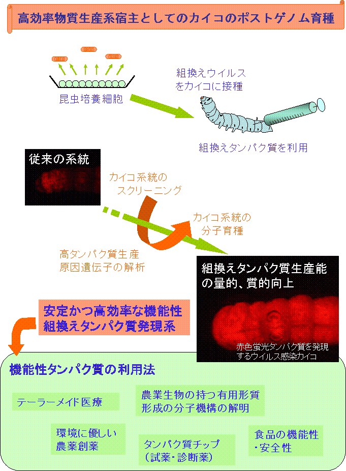 高効率物質生産系宿主としてのカイコのポストゲノム育種