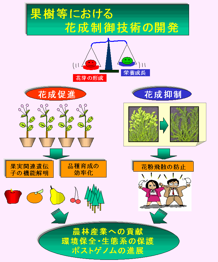 果樹等における花成制御技術の開発