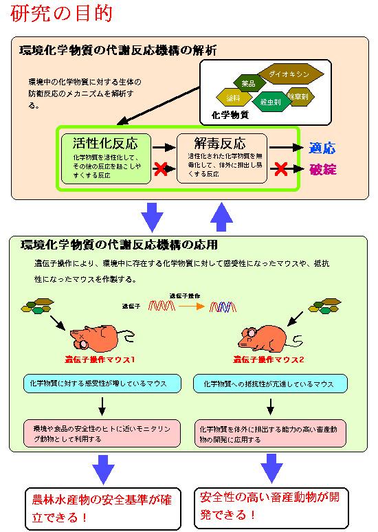 環境化学物質応答の分子機構の解明