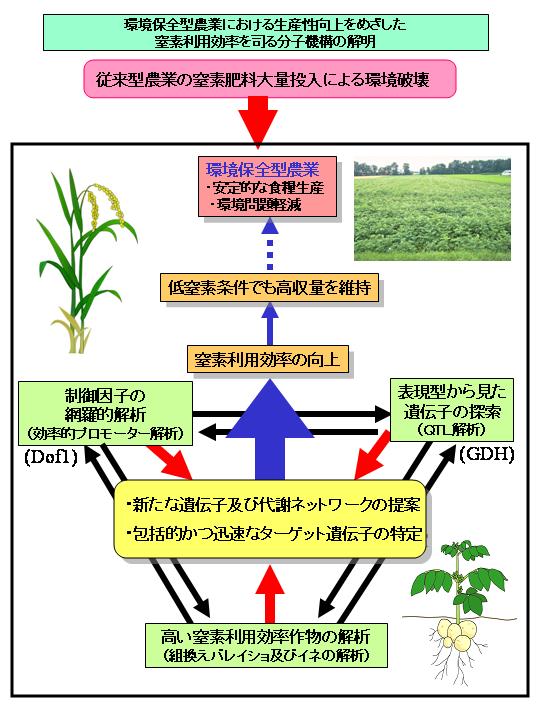 環境保全型農業における生産性向上をめざした窒素利用効率を司る分子機構の解明