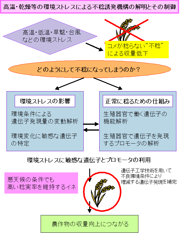 高温・乾燥等の環境ストレスによる不稔誘発機構の解明とその制御