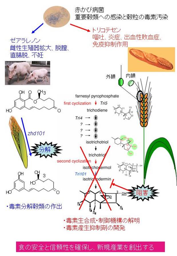 天然環境毒素による重要穀類の汚染低減化にむけた技術創成