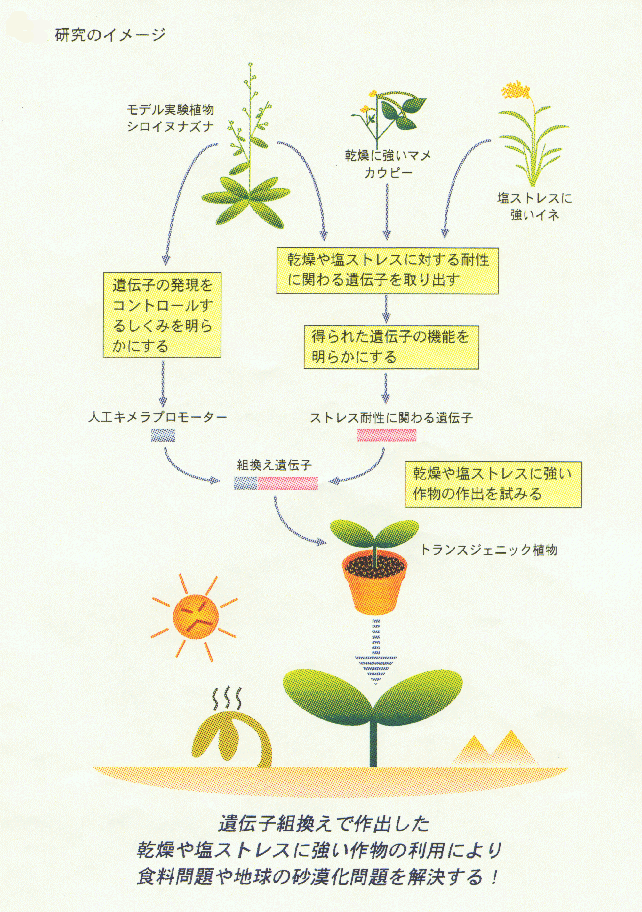 乾燥・塩ストレス耐性の分子機構の解明と分子育種への応用 