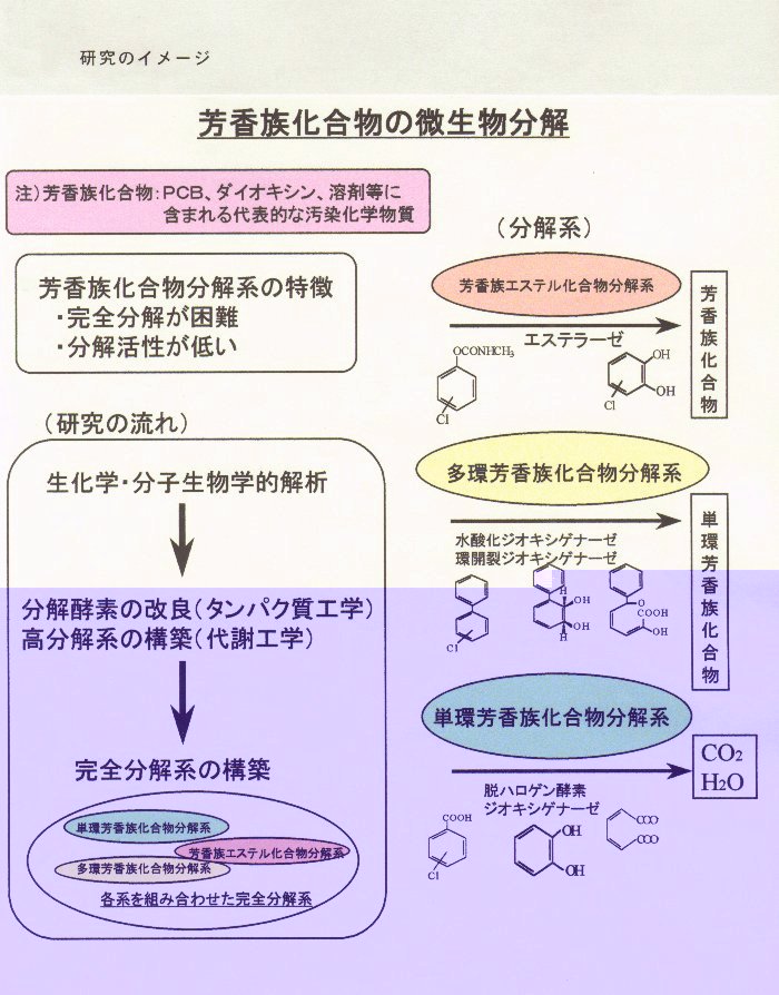 環境微生物の難分解性芳香族化合物分解能の多様性に関する 分子生物学・分子生態学的研究