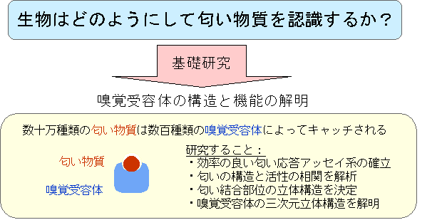 香りセンサーとしての嗅覚受容体の分子認識機構の解明