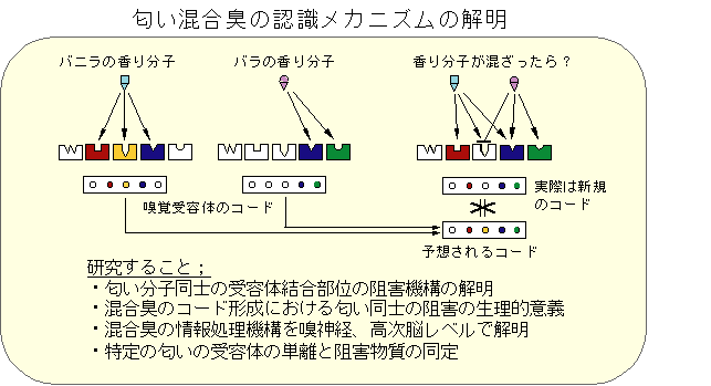 香りセンサーとしての嗅覚受容体の分子認識機構の解明