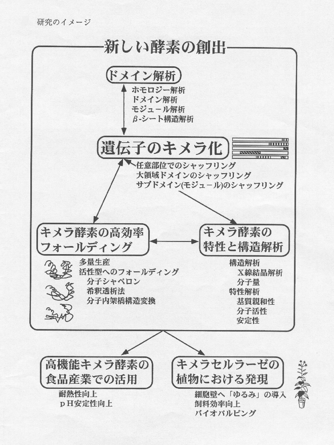 ドメインシャッフリングによる高機能キメラ酵素の創出と植物における発現