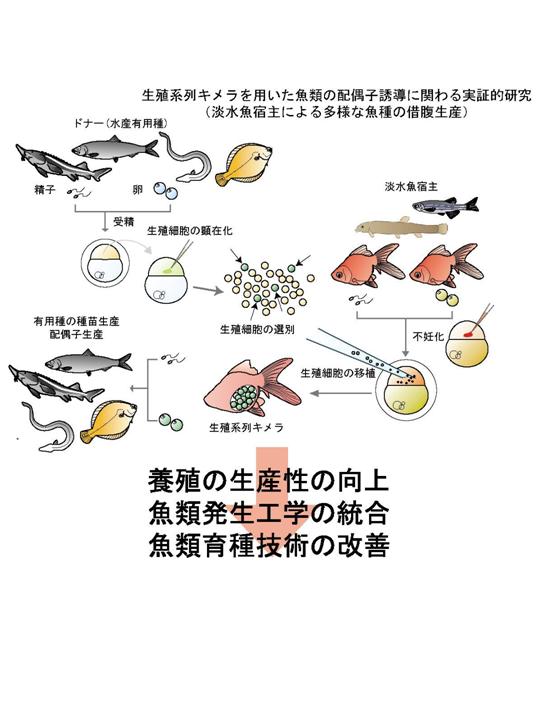 異種間生殖系列キメラを用いた魚類の配偶子誘導に関わる実証的研究