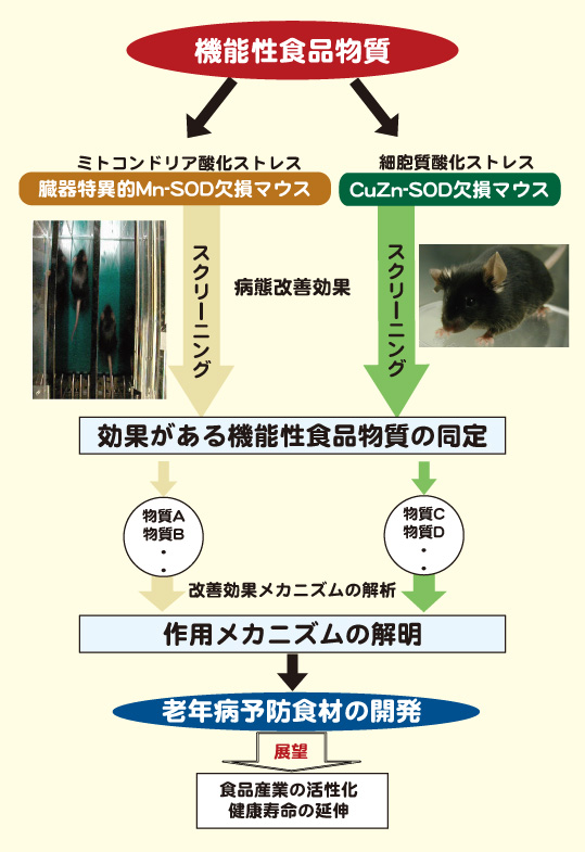 臓器老化モデルマウスを用いた機能性食品物質の科学的評価