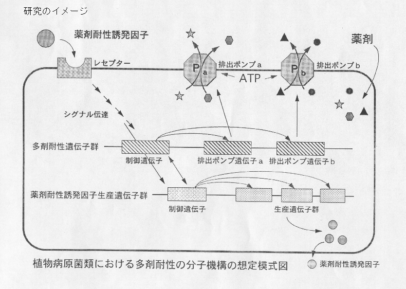 植物病原菌類における多剤耐性の分子機構の解明