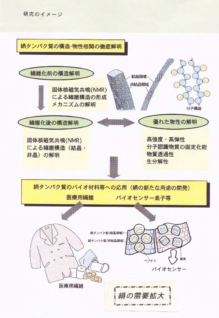 絹タンパク質の構造-物性相関の徹底解明とバイオセンシングシステム等への応用