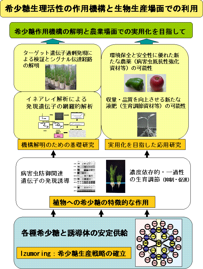 希少糖生理活性の作用機構と生物生産場面での利用