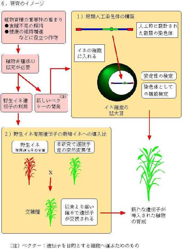 穀類細胞への新たな遺伝子導入法の開発