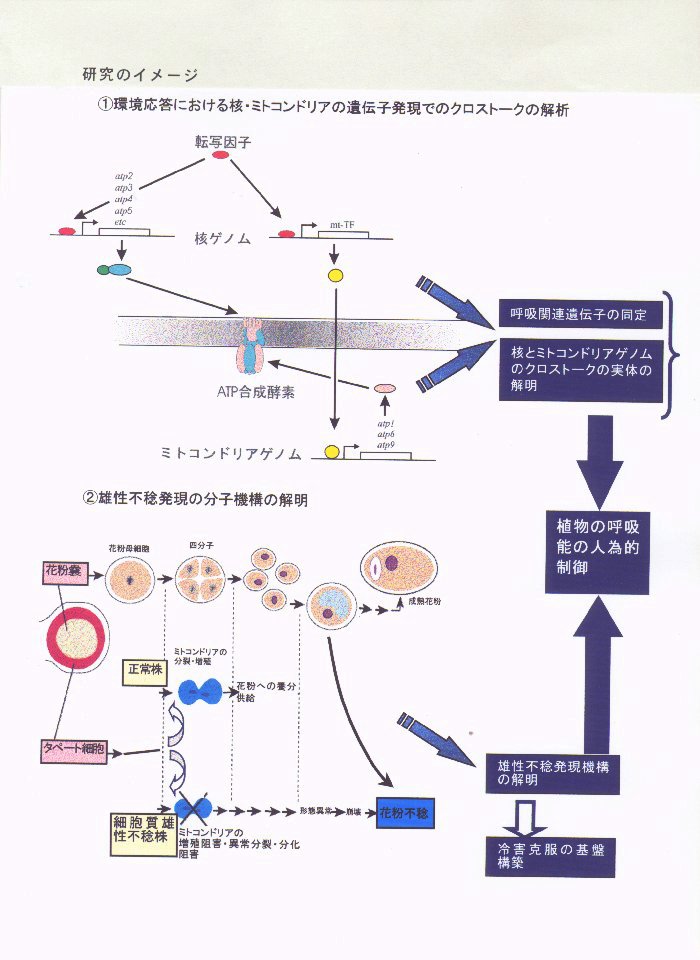 植物における呼吸調節機構の解明とその機能制御