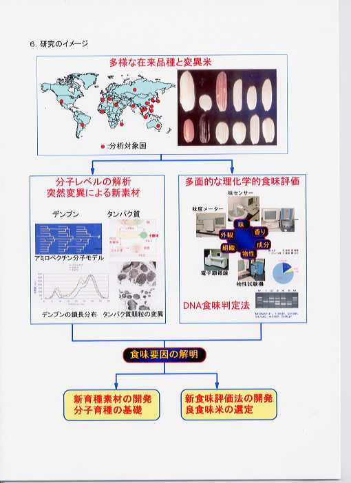 広範な特性の米及び変異米の食味特性の解明及び新評価技術 