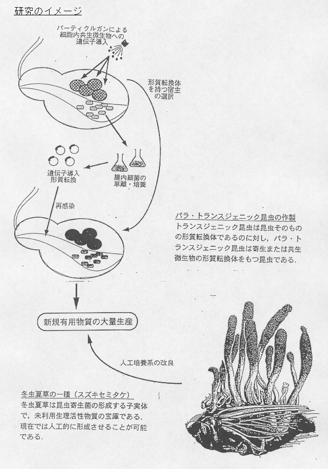 昆虫・微生物寄生共生系の分子機構の解明と利用