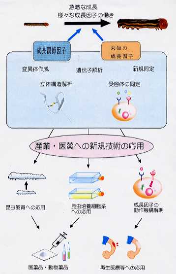 昆虫細胞成長因子の機能解明と利用に向けた基礎研究