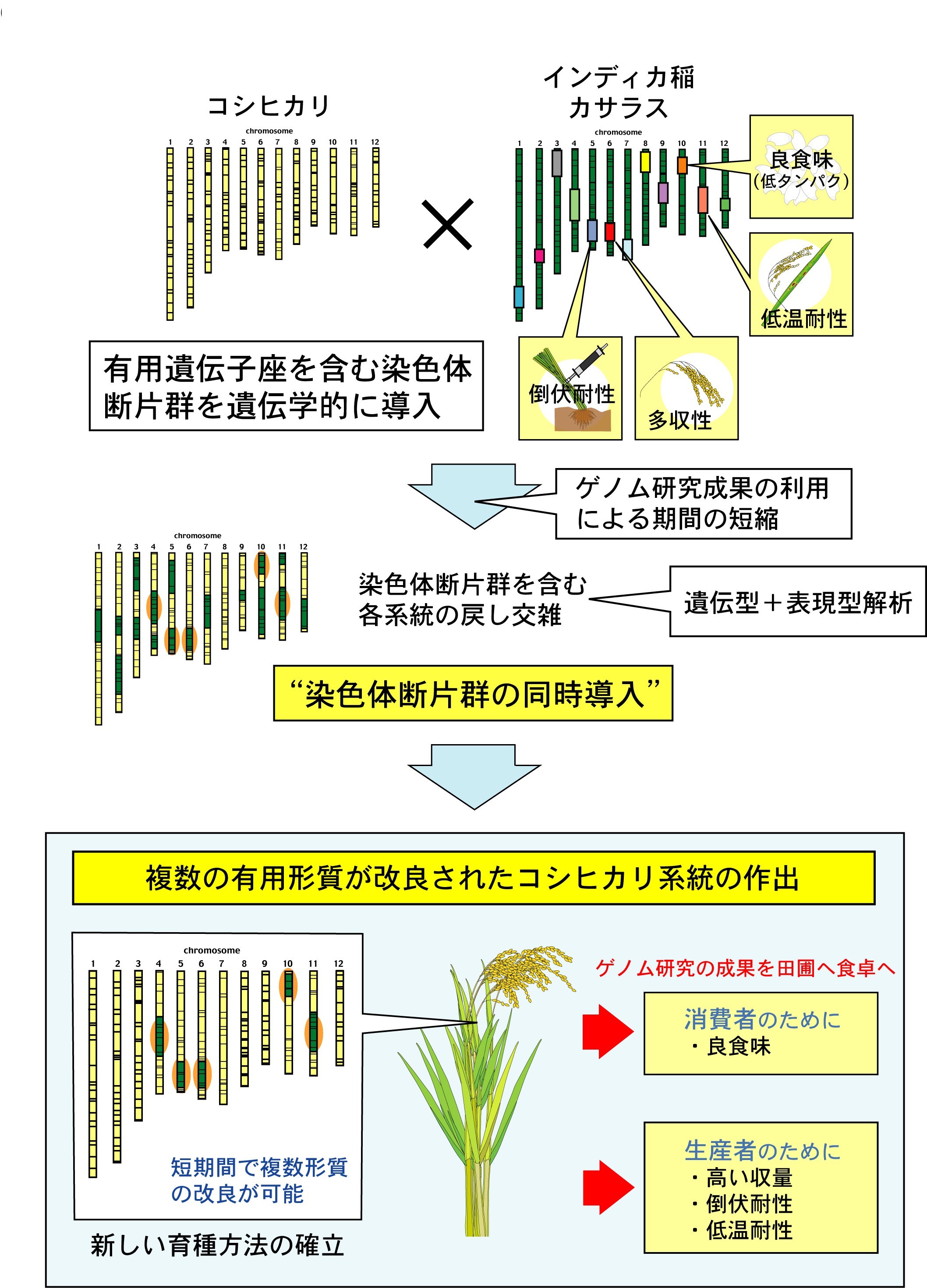 染色体断片群の導入によるコシヒカリの複数有用形質の同時改良