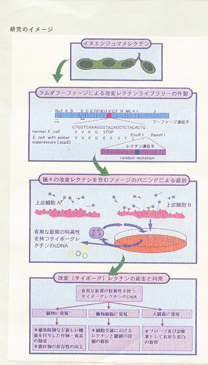 特異性改変植物レクチンライブラリーの作成と細胞交通プローブとしての利用