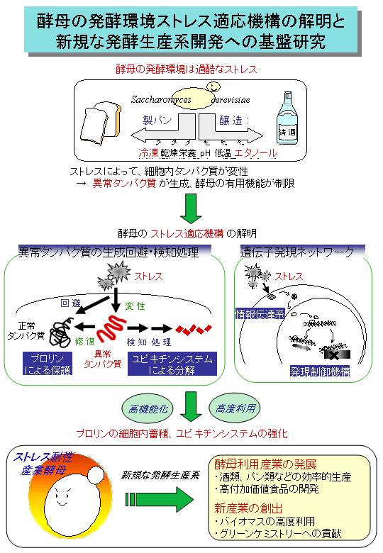  酵母の発酵環境ストレス適応機構の解明と新規な発酵生産系開発への基盤研究