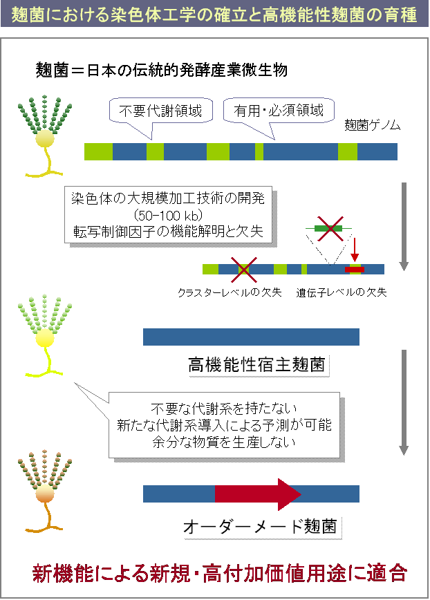 麹菌における染色体工学の確立と高機能性麹菌の育種