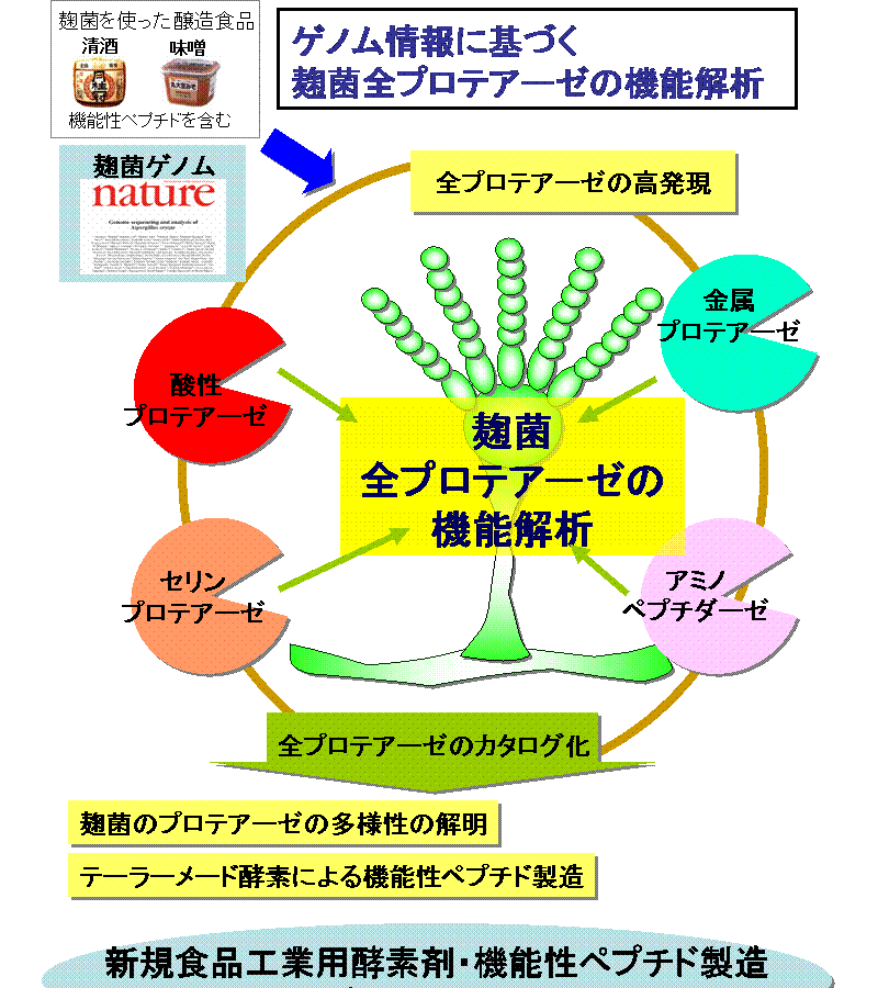 ゲノム情報に基づく麹菌全プロテアーゼの機能解析