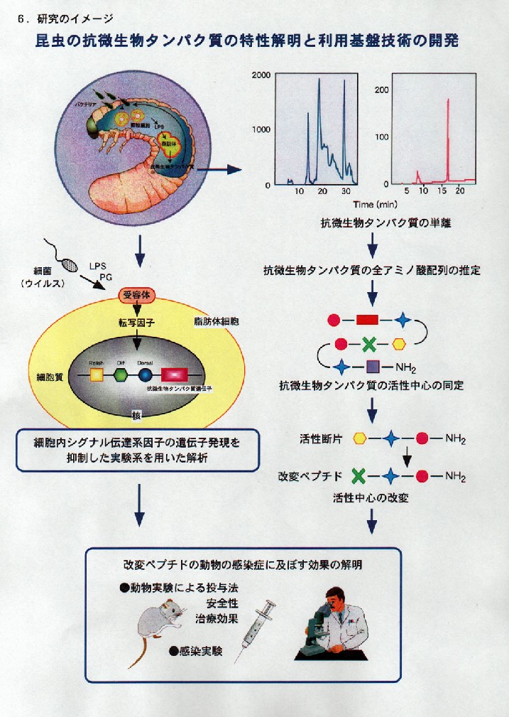 昆虫の抗微生物タンパク質の特性解明と利用基盤技術の開発