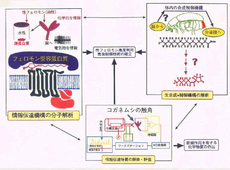 昆虫の新機能性化学交信物質の生合成・制御機構の解明