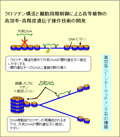 クロマチン構造と細胞周期制御による高等植物の高効率・高精度遺伝子操作技術の開発