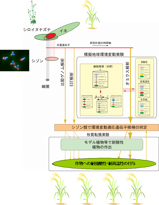 極限環境生物が継承する生存戦略のオミクス解析に基づく耐酸性・耐高温植物の作出