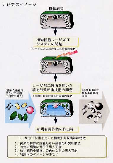 特殊レーザ加工技術を応用した新しい植物形質転換法の開発