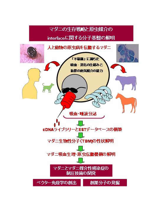 マダニの生存戦略と原虫媒介のinterfaceに関する分子基盤の解明