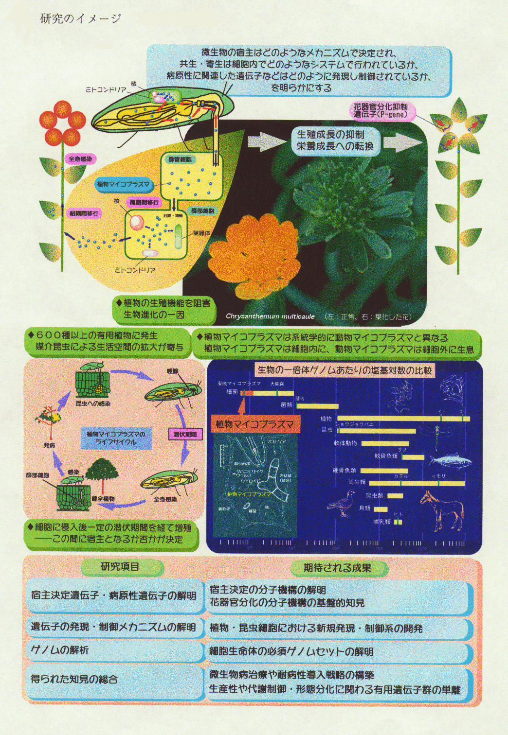 宿主決定の分子機構:植物マイコプラズマの遺伝子発現・制御メカニズム