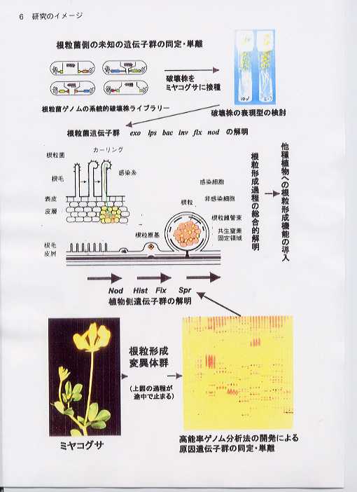 マメ科植物等のゲノム分析による根粒形成機構の系統的解明 