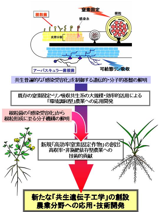 マメ科植物の共生微生物受容システムと感染・根粒形成を支える遺伝子ネットワークの解析