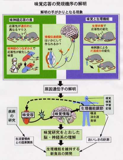 味覚応答の発現機序の解明