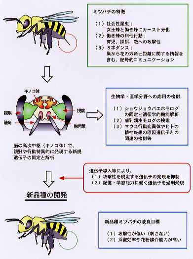 ミツバチの脳機能に働く遺伝子を利用した新品種開発等に関する基礎的研究