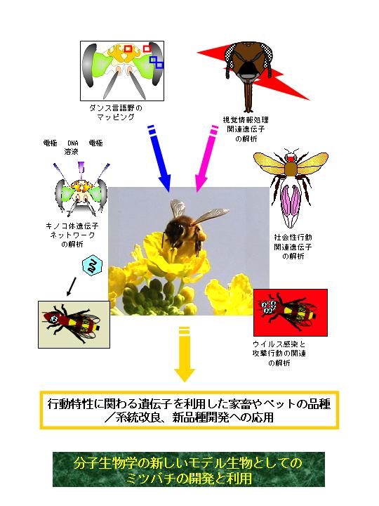 分子生物学の新しいモデル生物としてのミツバチの開発と利用