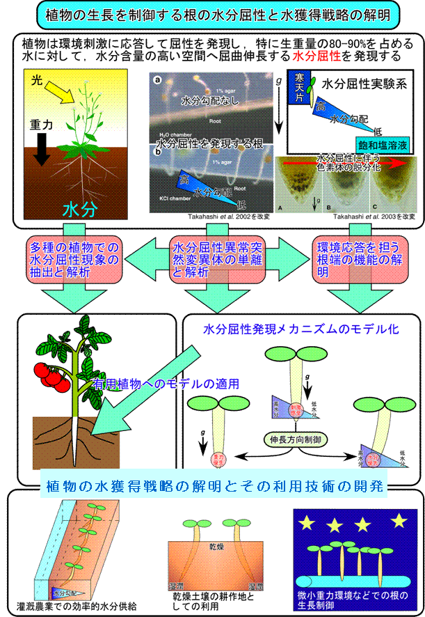 植物の生長を統御する根の水分屈性と水獲得戦略の解明
