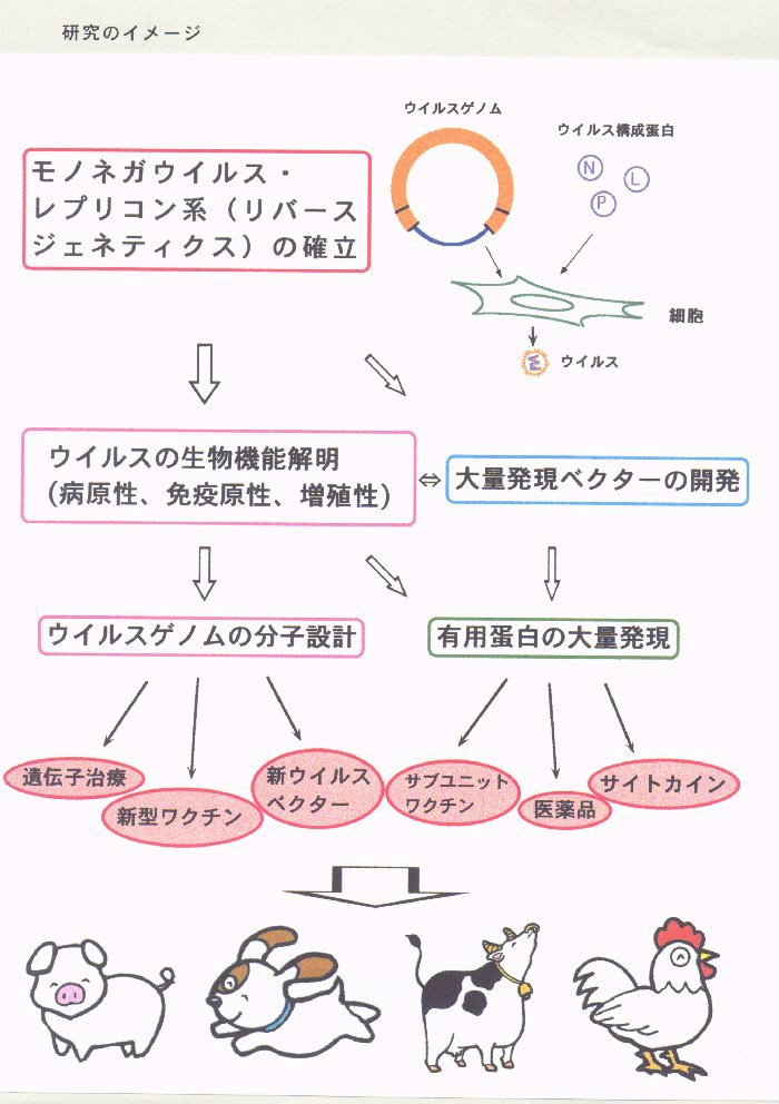 モノネガウイルス・レプリコン系の開発と応用