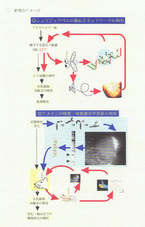 無脊椎動物を利用したヒト病態の解析と病態モデル動物開発の基礎研究