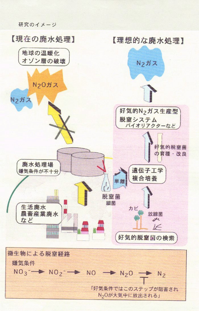 新規脱窒菌を用いたN2O抑止型好気脱窒システムの構築と水処理への応用