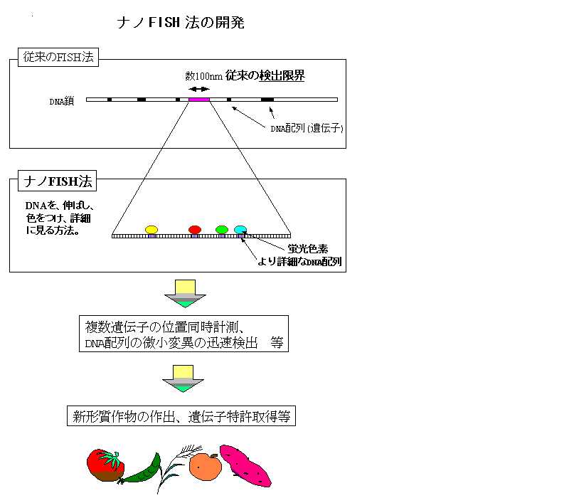 ナノFISH法の開発